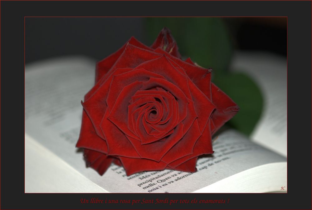 Un llibre i una rosa