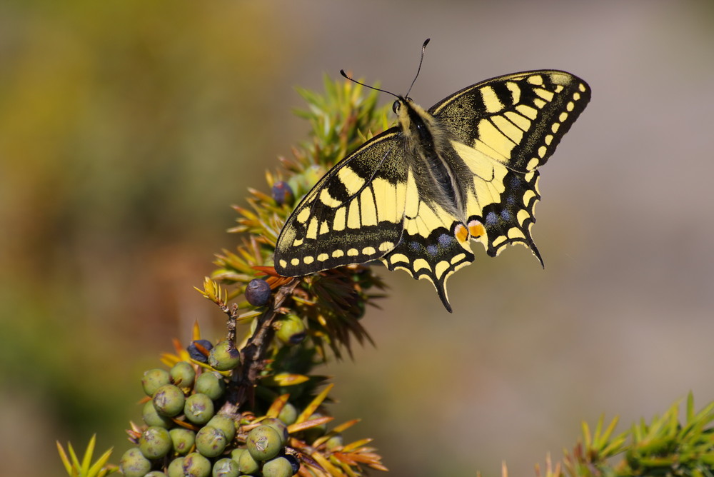 Un machaon