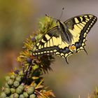 Un machaon