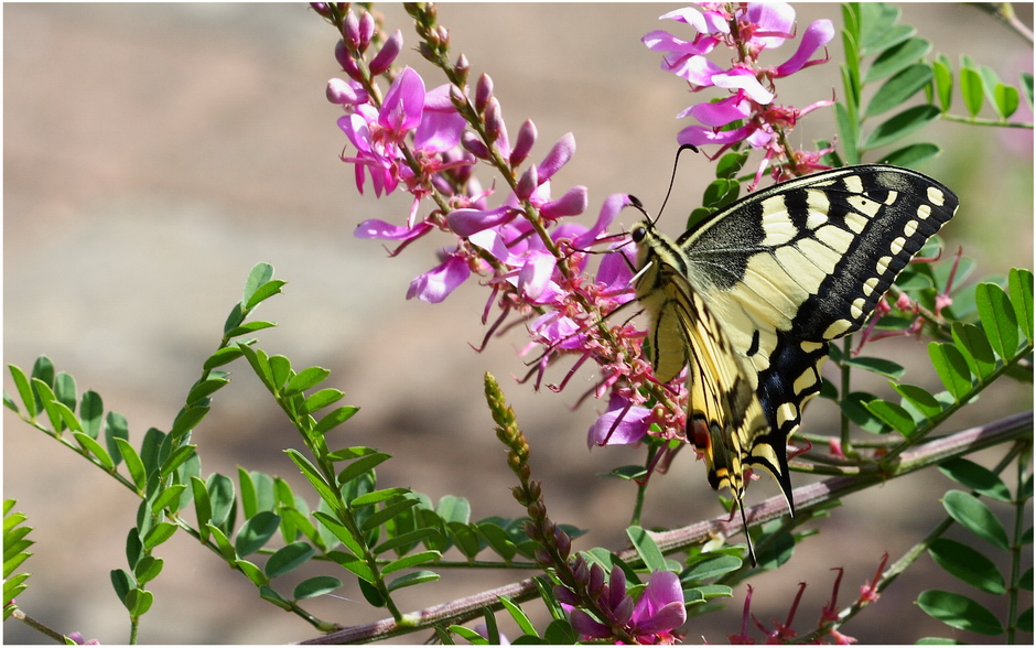 Un machaon, à mon tour