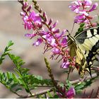 Un machaon, à mon tour