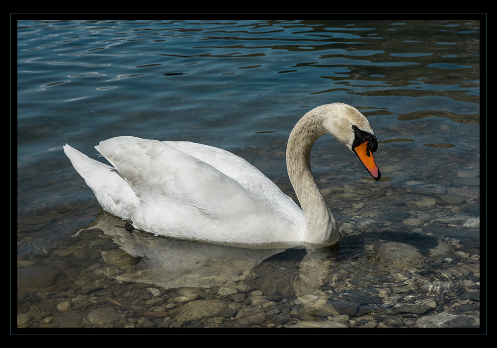 Un maestoso cigno