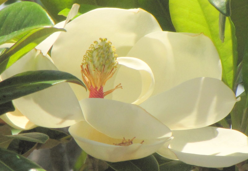 Un magnolia