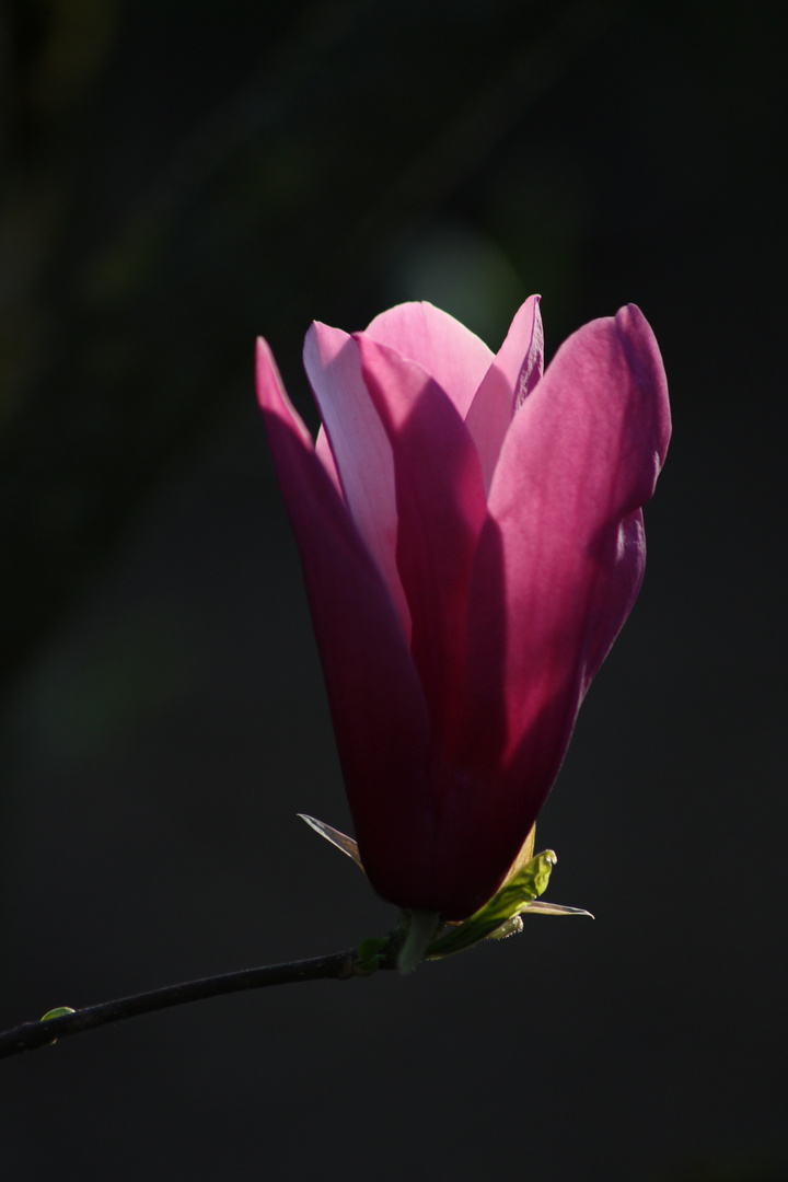 Un magnolia