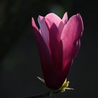 Un magnolia