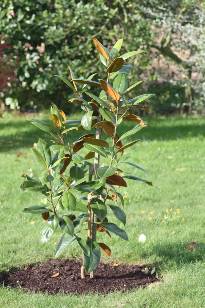 un magnolia pour gaston