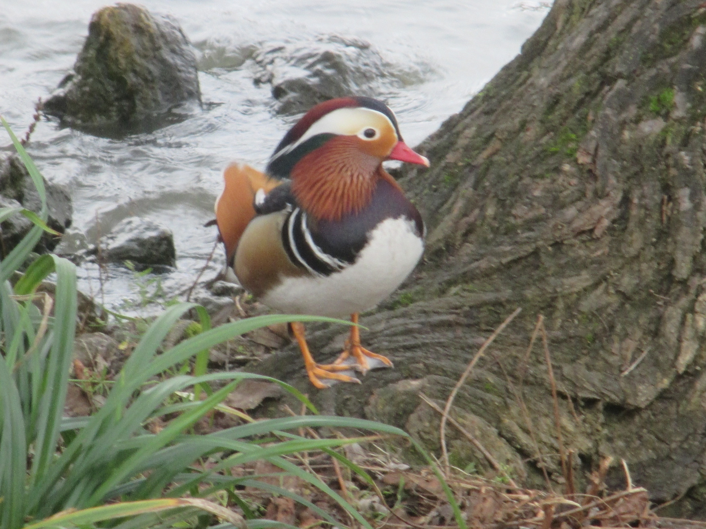 ..Un Mandarin, en bordure de Marne..