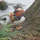 ..Un Mandarin, en bordure de Marne..