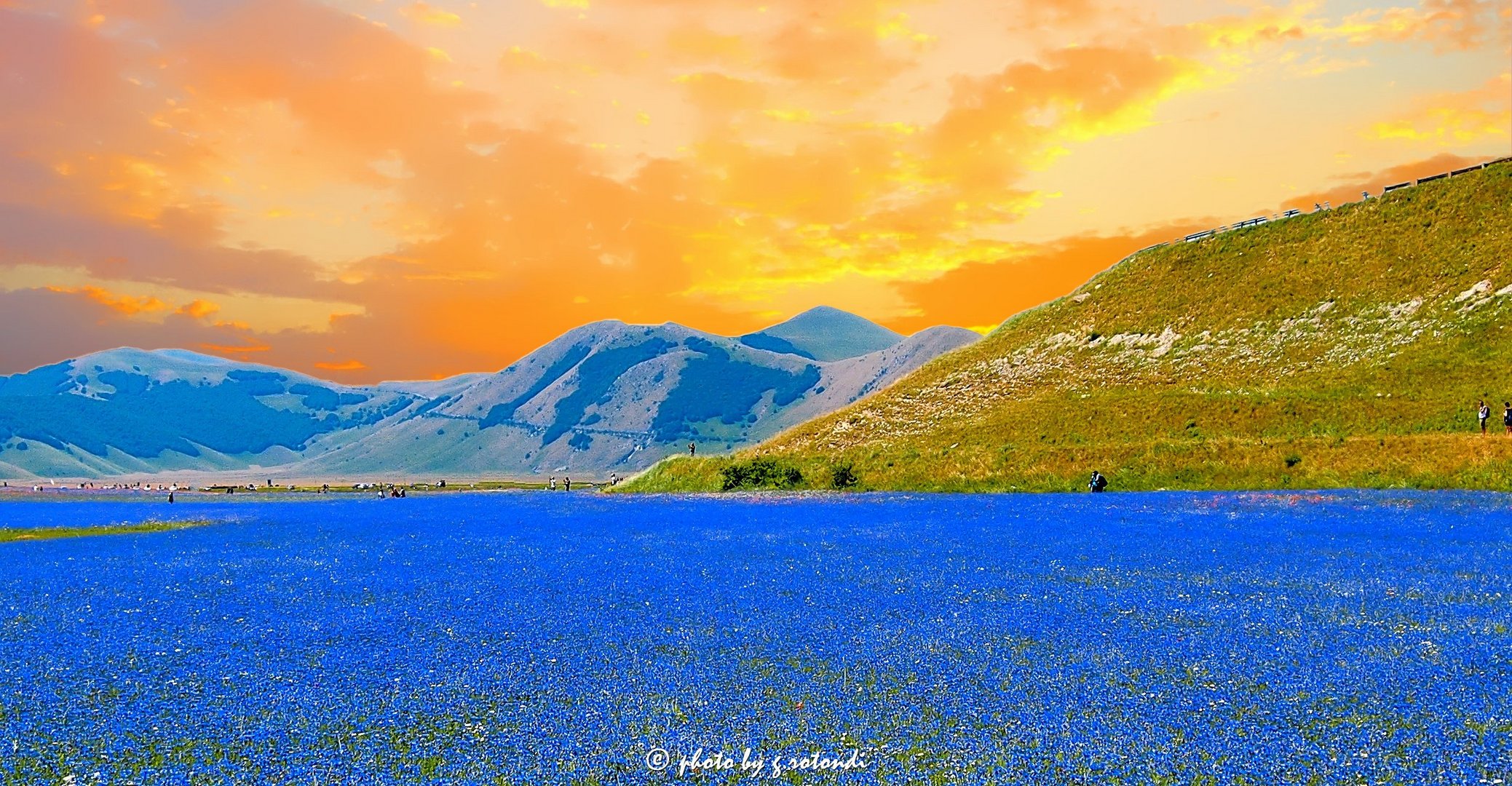 Un mare di fiordalisi.