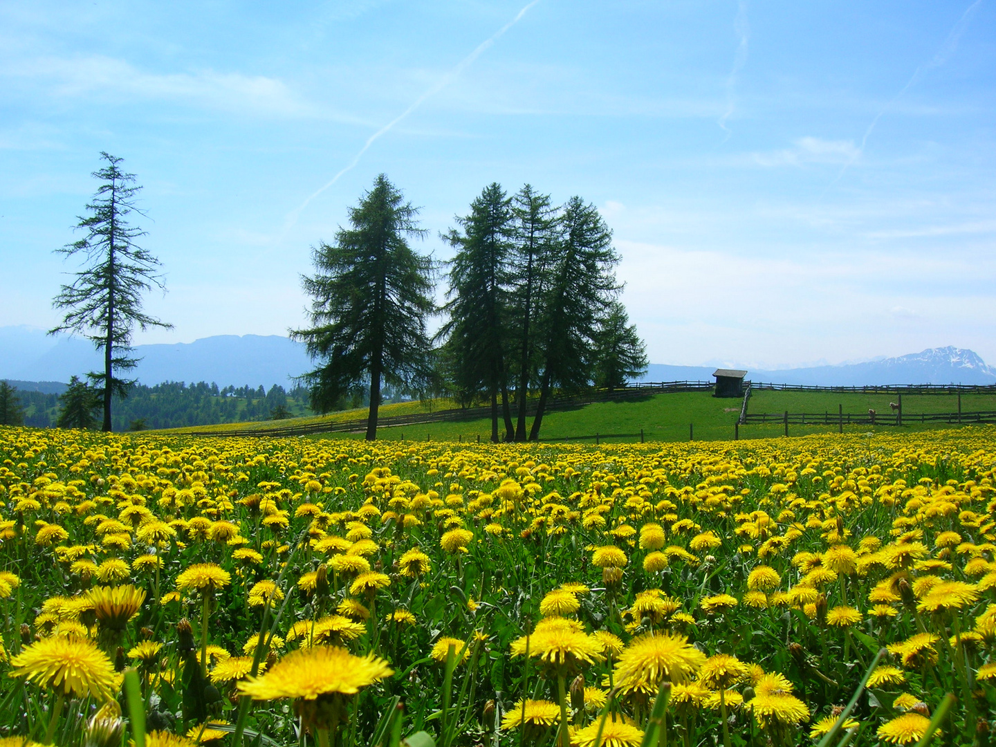 ...un mare di giallo