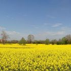 Un mare di giallo