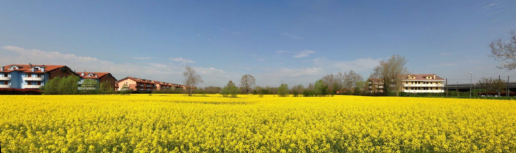 Un mare di giallo