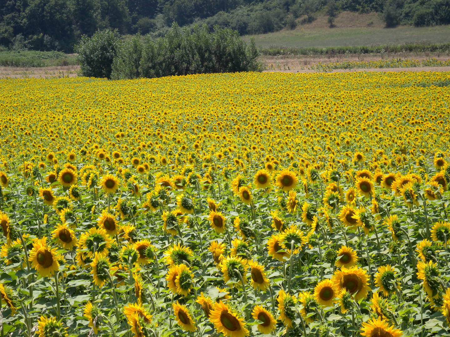 un mare di girasole