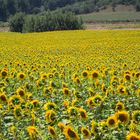 un mare di girasole