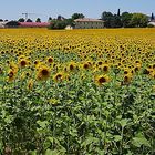 Un mare di girasoli.