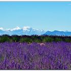 un mare di lavanda .....