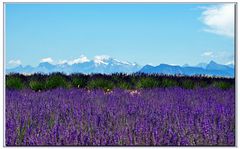 un mare di lavanda .....