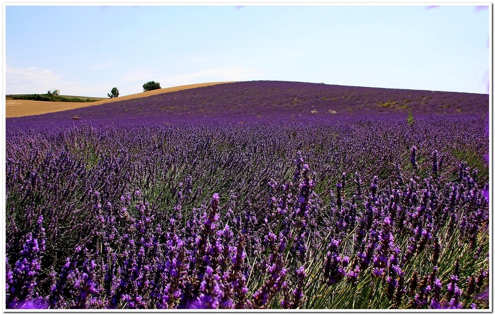 Un Mare di Lavanda!