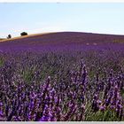 Un Mare di Lavanda!