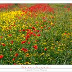 Un mare di papaveri