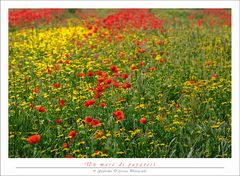 Un mare di papaveri