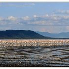 un mare di uccelli al lago 2