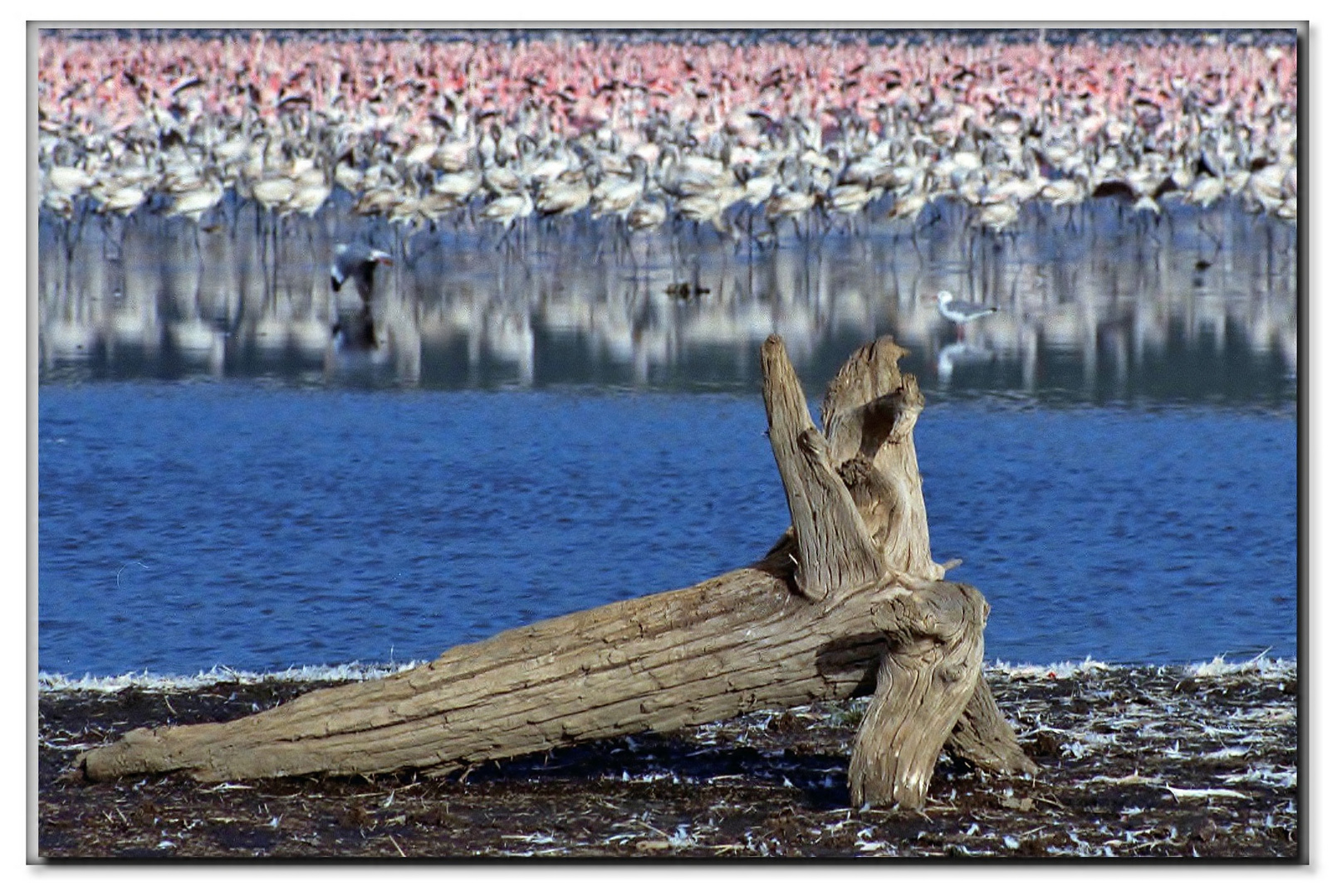 un mare di uccelli al lago...