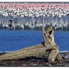 un mare di uccelli al lago...