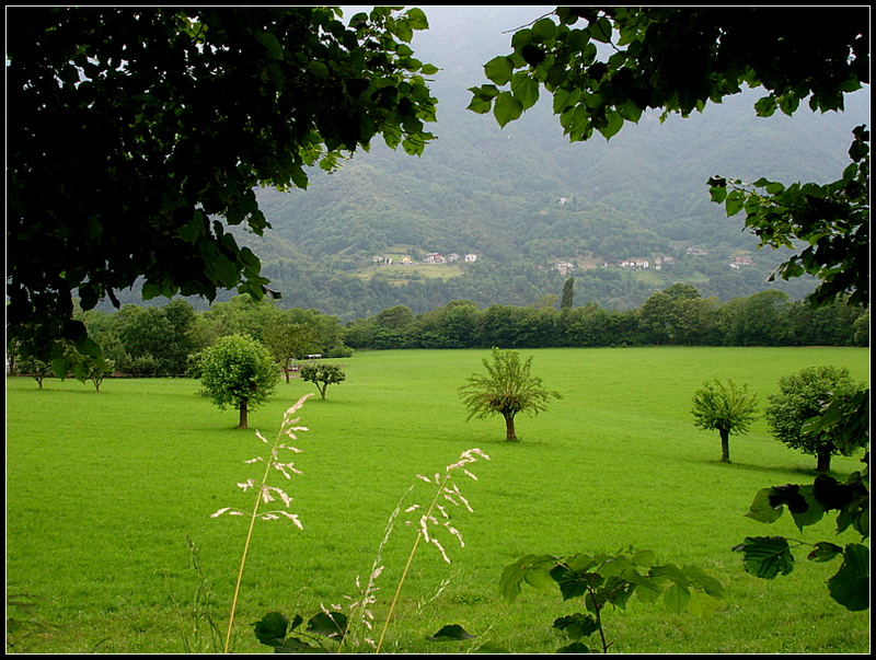 Un mare di verde..