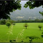 Un mare di verde..