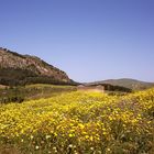 Un mare giallo e, laggiù, un tempio...