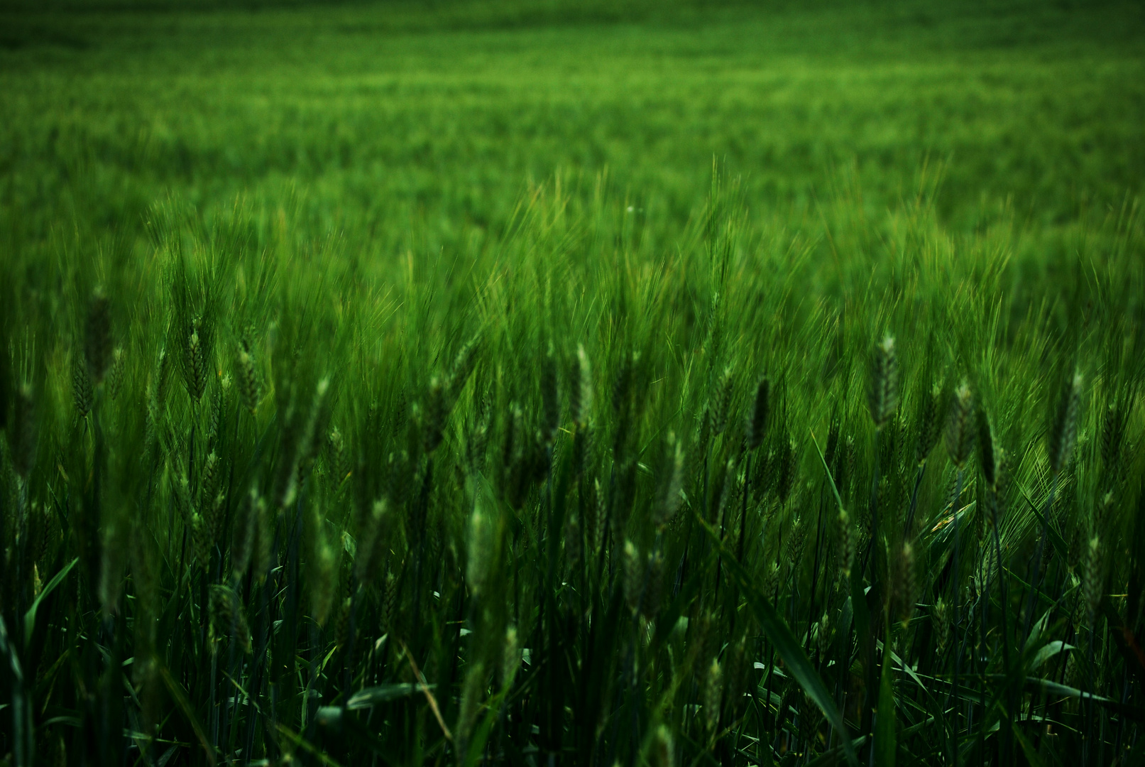 un mare verde