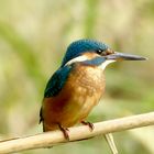 un Martin pêcheur juvénile