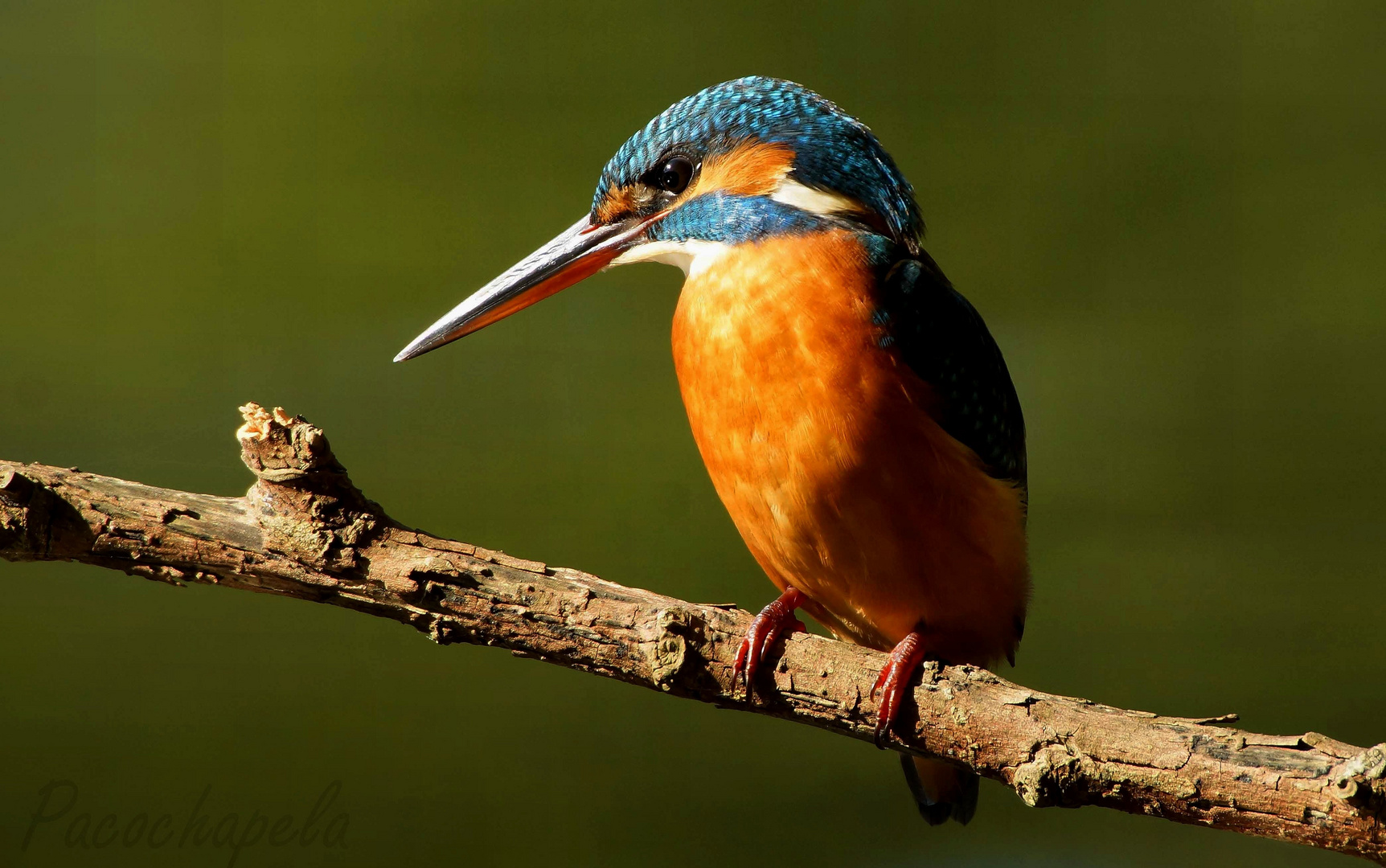 Un Martin posando