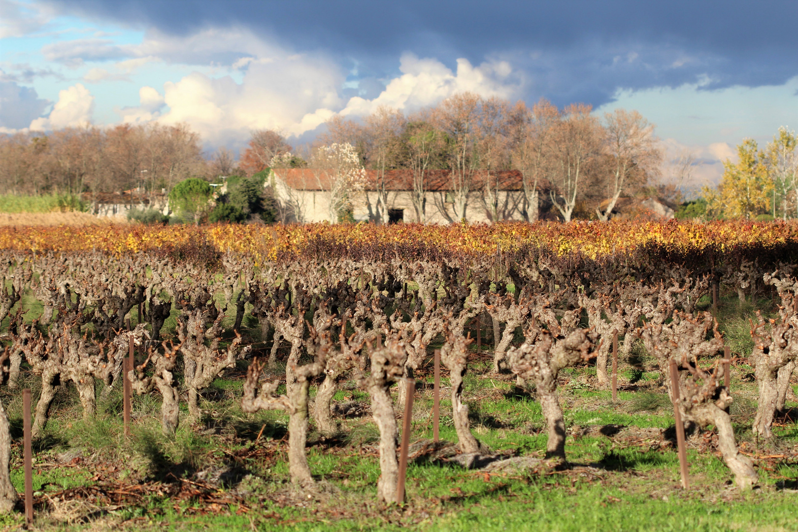 Un mas au milieu des vignes