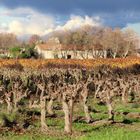 Un mas au milieu des vignes