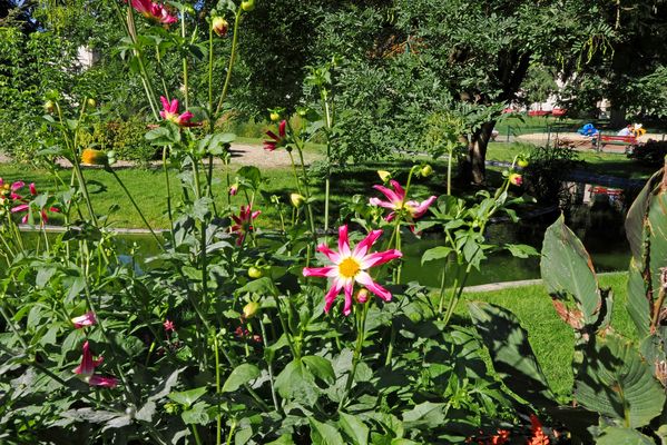 Un massif de dahlias „Honka Pink“