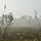 Un matin à la campagne