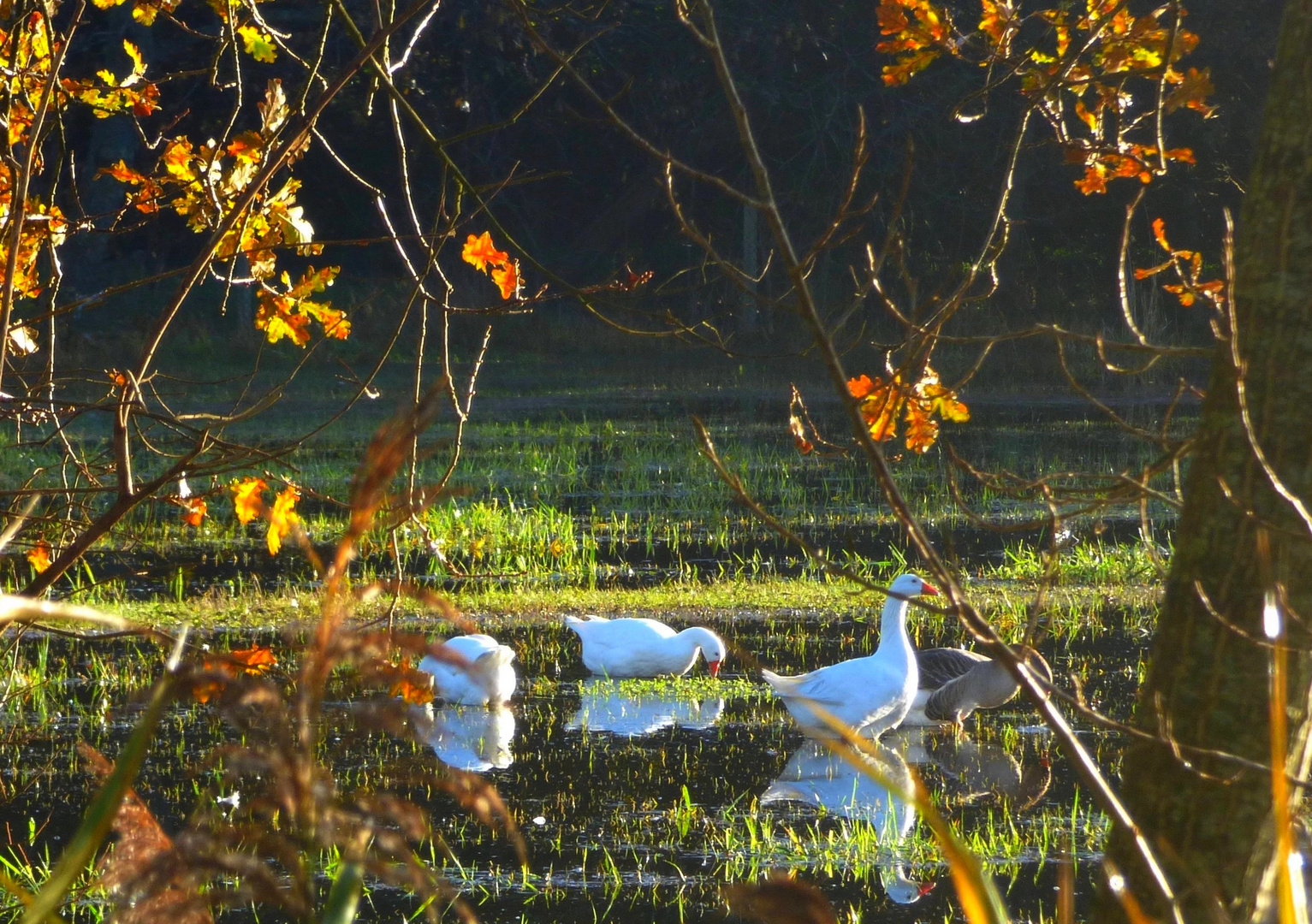 Un matin à la campagne