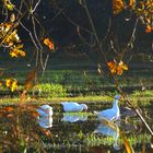 Un matin à la campagne