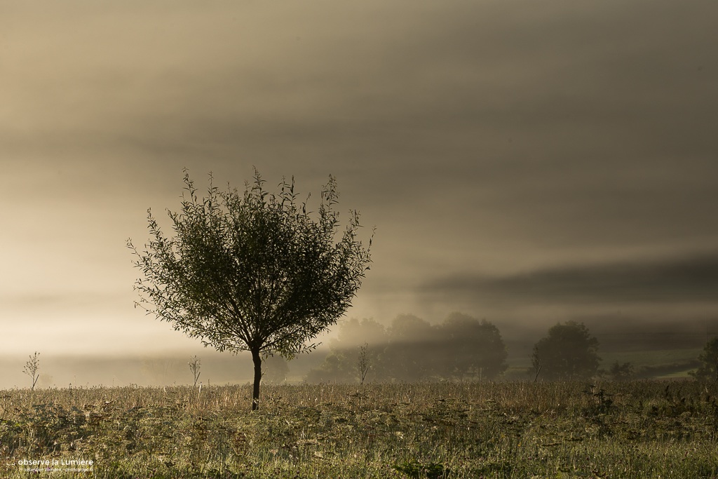 Un matin brumeux