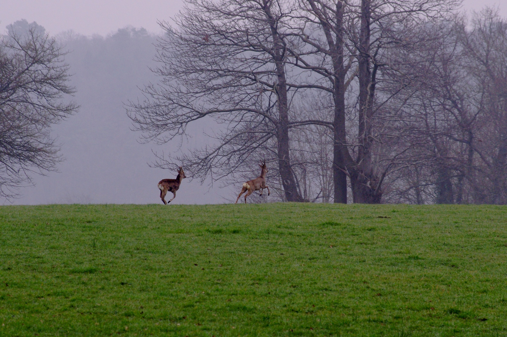 un matin dans la brume