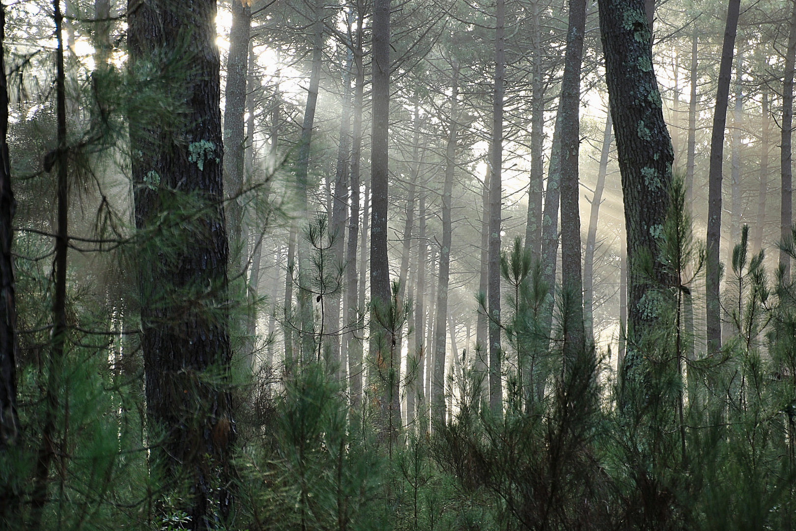 Un matin dans la forêt !