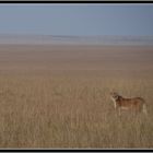 Un matin dans le Masai Mara...