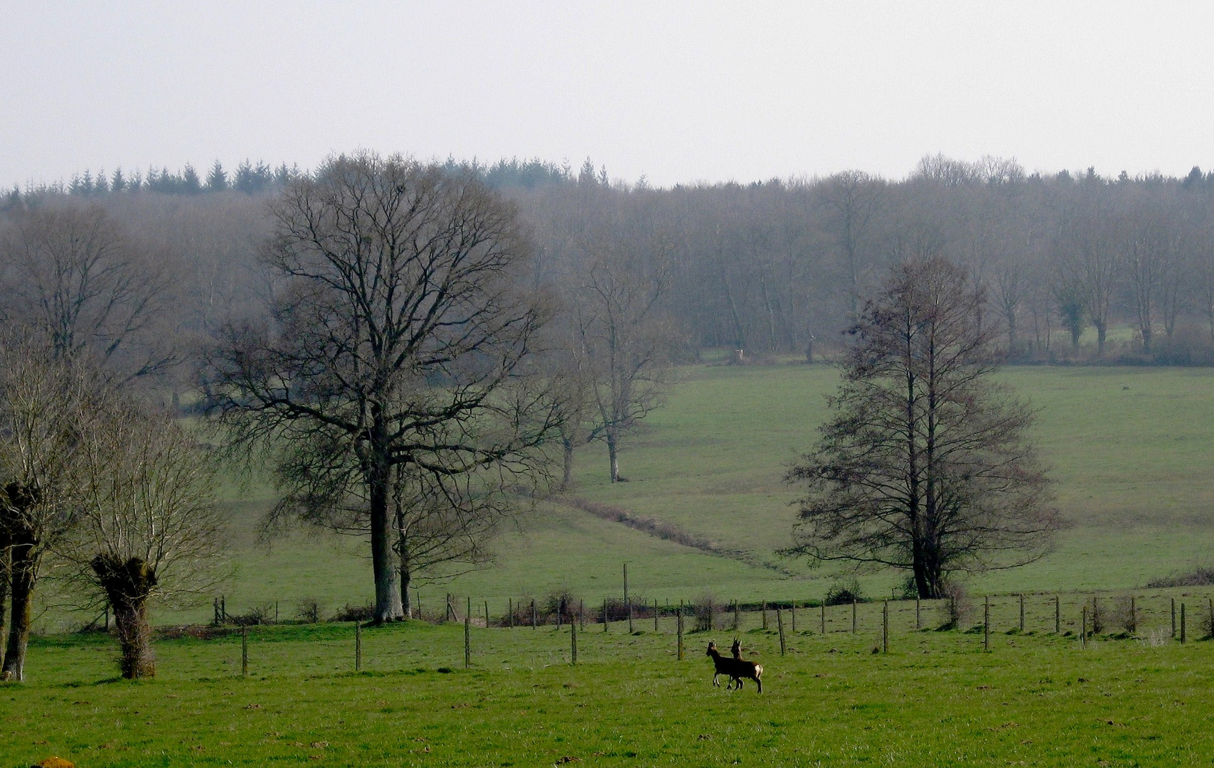 un matin d'automne dans la brume ****