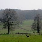 un matin d'automne dans la brume ****