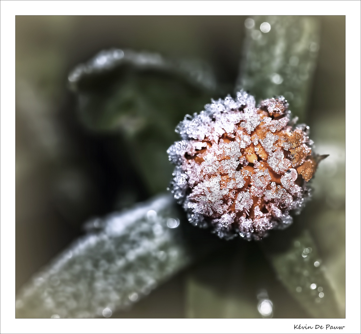 Un matin de gelée ...