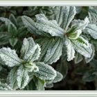 Un matin de givre, feuilles de ciste - Ein Wintermorgen mit Reif, Cistusblätter.