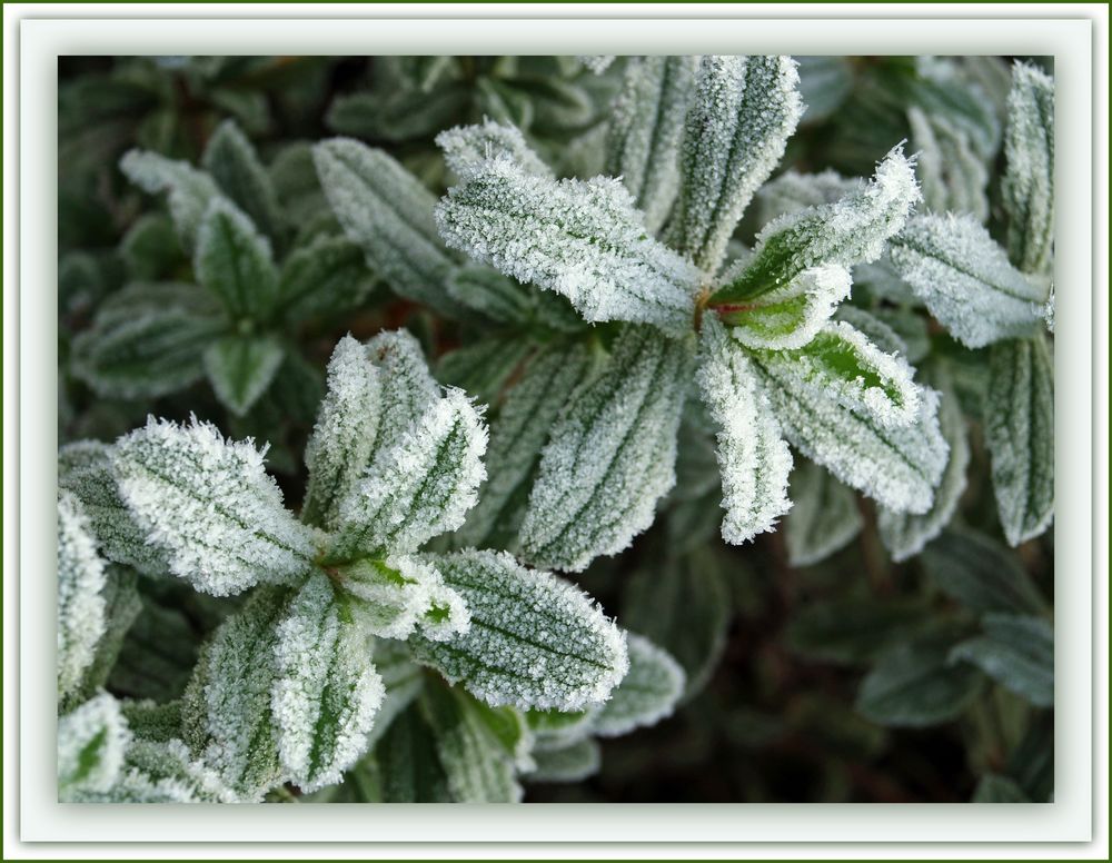 Un matin de givre, feuilles de ciste - Ein Wintermorgen mit Reif, Cistusblätter.