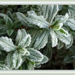 Un matin de givre, feuilles de ciste - Ein Wintermorgen mit Reif, Cistusblätter.